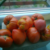 dojrzewanie jesienne pomidorów na parapecie