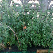 krzaki pomidorów