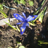 Kwiatuszek  wyglada  jak mini irys----ale to wiosenny kwiat