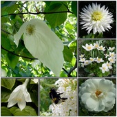 Kwiaty W Białym Kol