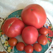 pierwsze zbiory pomidorów 