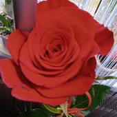 Róża Walentynkowa 