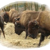Stado bizonów z