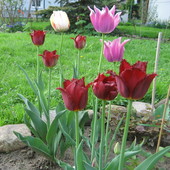 Tęsknota za wiosną... tulipany