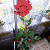 Walentynkowa róża