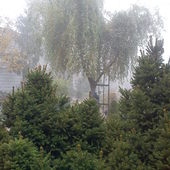 wierzba w jesiennej mgle-widok z domu...