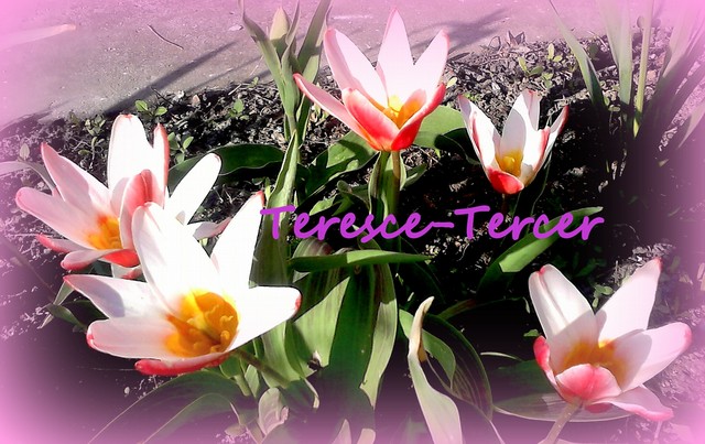 Dla Tereski-Tercer