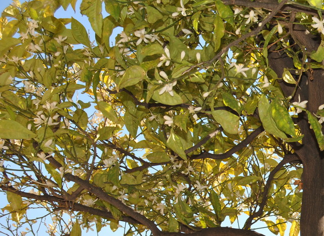 Drzewo mandarynkowe