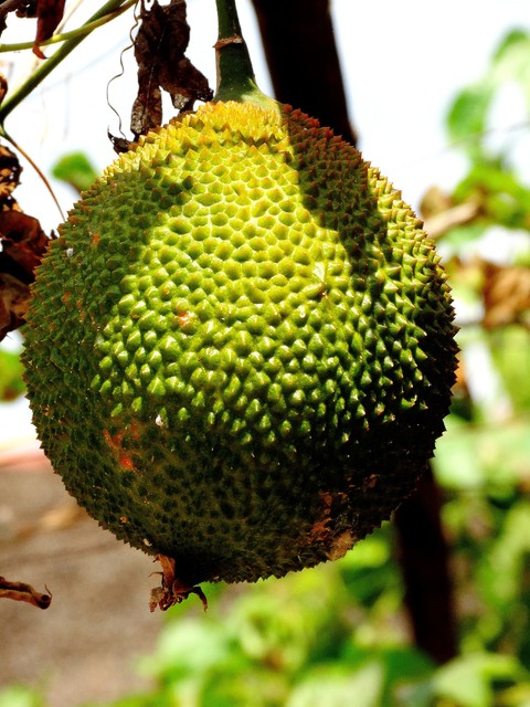 Durian......plus trzy słowa ...opisu