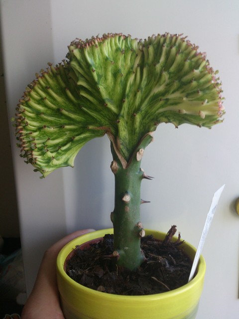 Euphorbia lactea 'cristata' 