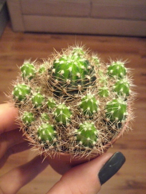 Kto wie co to za kaktus?