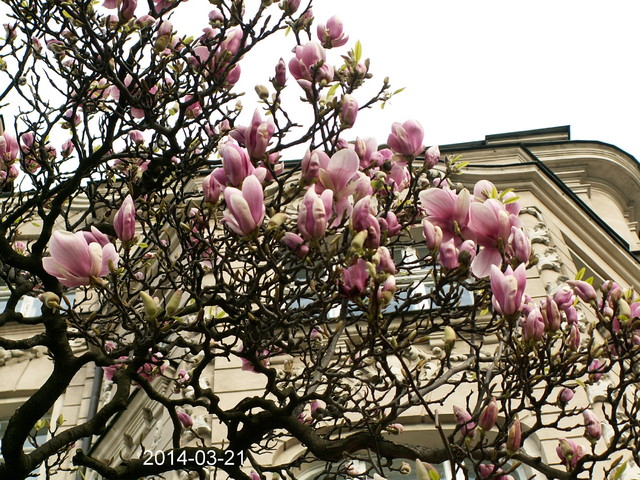 Kwitną magnolie.