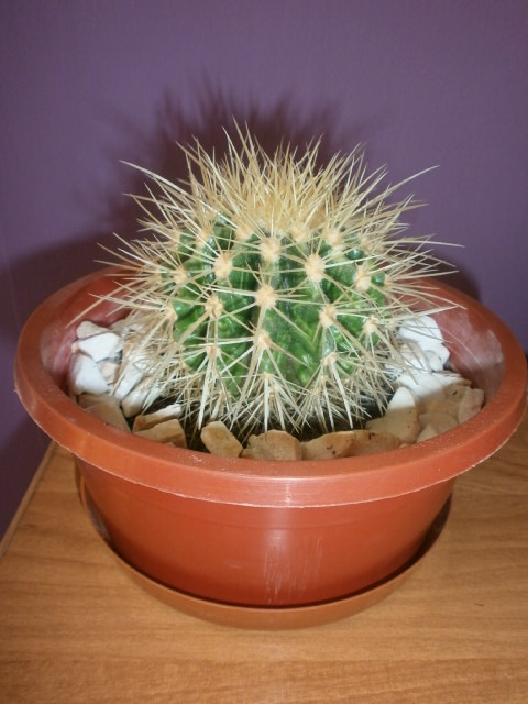Mój ulubiony kaktusik:)