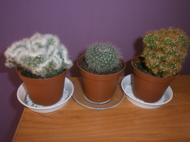 Moje kaktusy:)