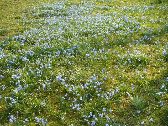niebieski dywan na podwórku