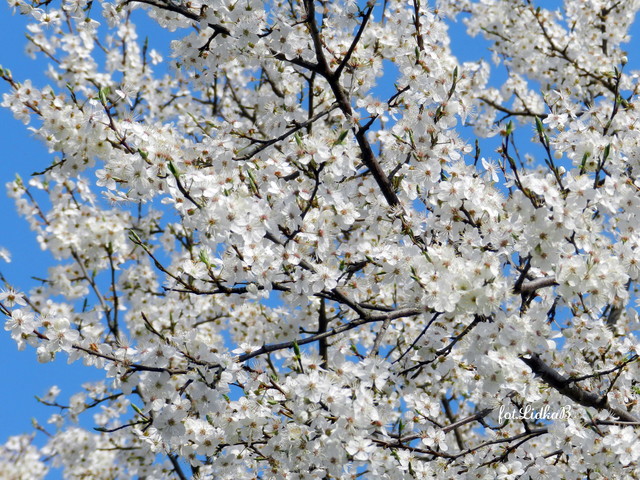 Pięknie kwitnące drzewa owocowe-Śliwa