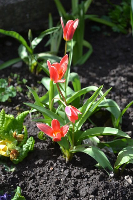 Pierwsze tulipanki:)