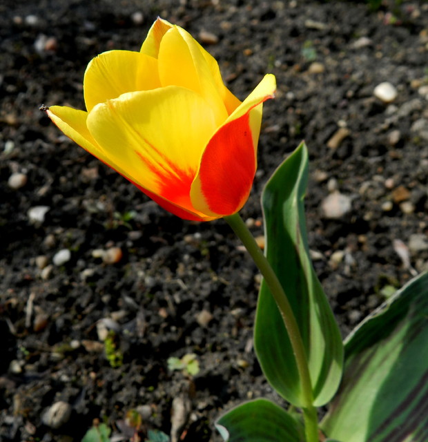 Pierwszy tulipan