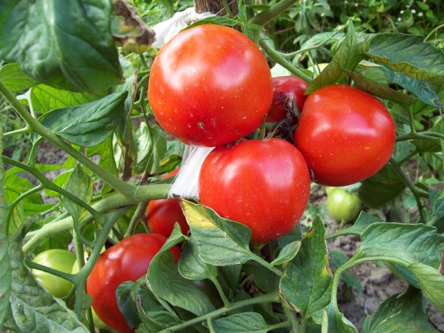 pomidorki z wlasnej działki- nieocenione