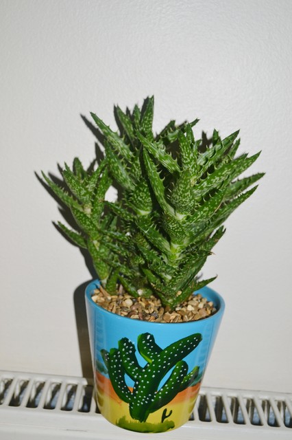 Prezent nr 2 - Aloe squarrosa