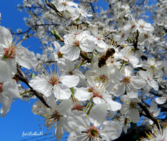 Pszczoła miodna         na kwiatach śliwy.