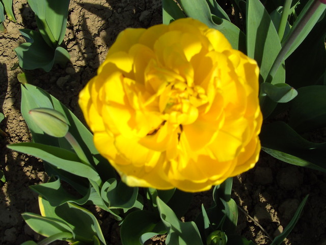 tulipan pelny 