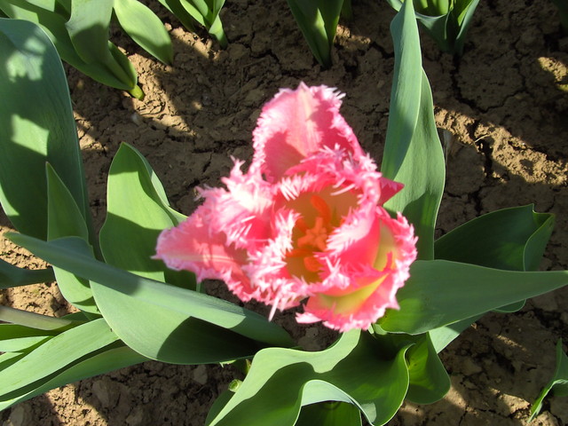tulipan pierzasty
