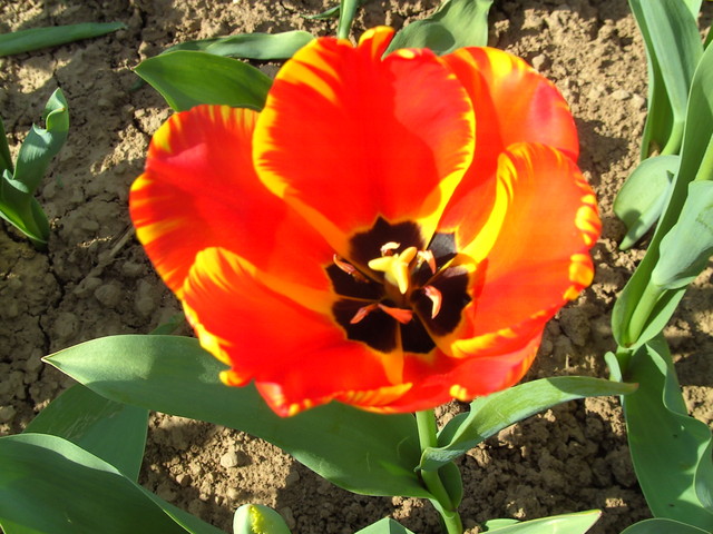 tulipan pospolity czerwony