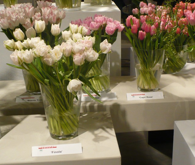 VI Wystawa Tulipanów w Muzeum Pałac w Wilanowie (15-16.03.2014)
