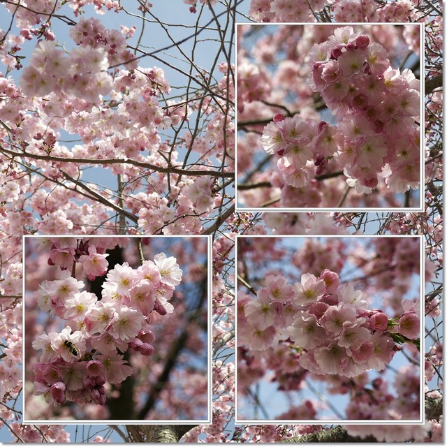 Wiosna na różowo:-)