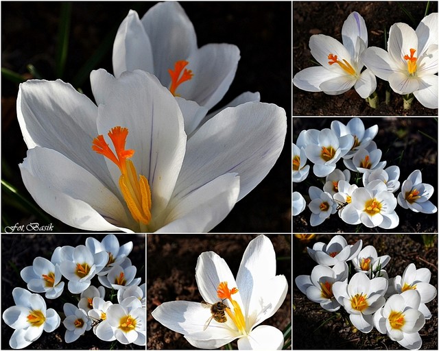Wiosna w bieli...