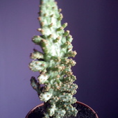 Kaktus - Opuntia monacantha variegata