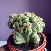 Kaktus - Cactus Cereus peruvianus monstrosus