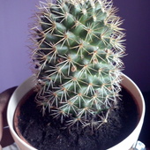 Kaktus - Mammillaria