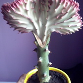 Kaktus - Euphorbia L