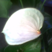 Anturium biały kwiat 2