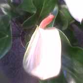 Anturium biały kwiat