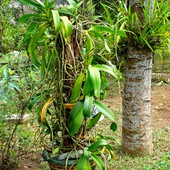 buddyjski ogród...orchidei