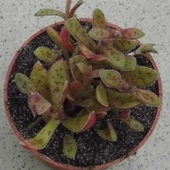 Crassula exilis subsp. picturata