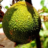 Durian......plus trzy słowa ...opisu
