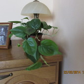 Filodendron..
