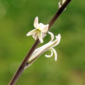 Haworthia Cymbiformi