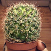 Kaktus - Mammilaria
