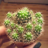Kto wie co to za kaktus?