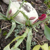 Mini tulipanki