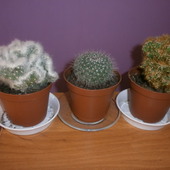 Moje kaktusy:)