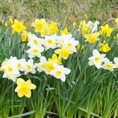 Narcyz - narodowy kwiat Walii