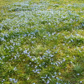 niebieski dywan na podwórku