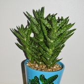 Prezent nr 2 - Aloe squarrosa