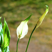 Skrzydłokwiat z Biedronki :-)